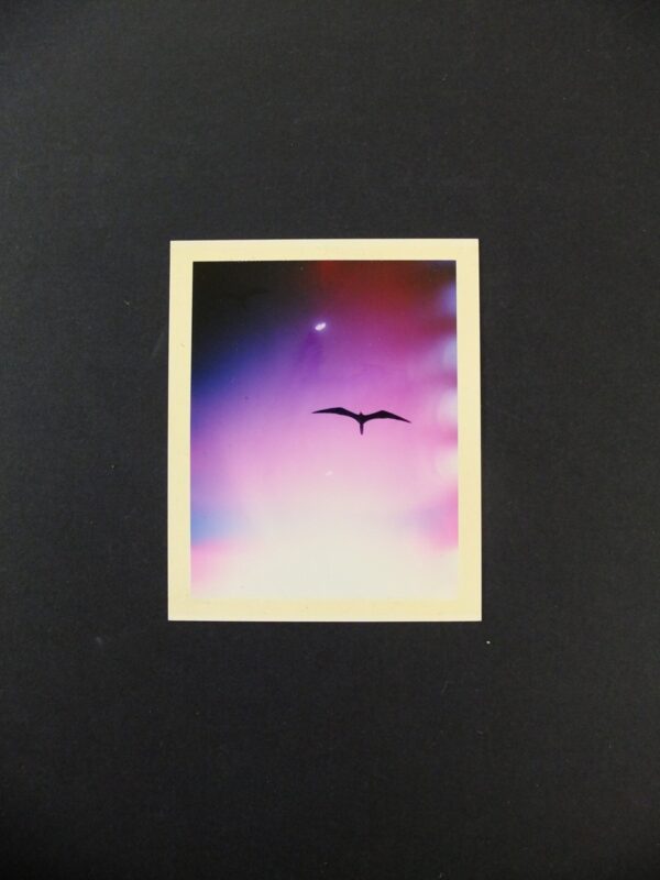 Borthwick-1 Mark Borthwick, Untitled (Signed Polaroid)