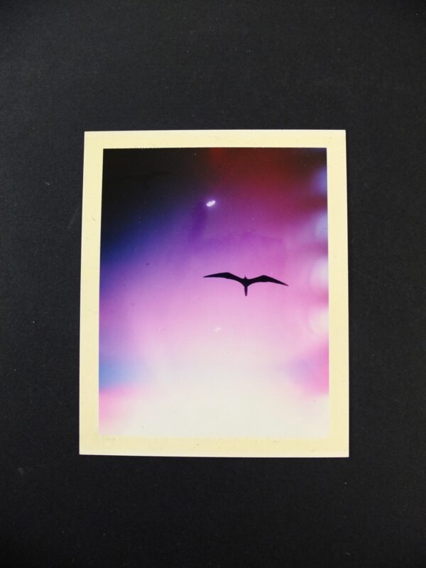 Mark Borthwick, Untitled (Signed Polaroid)